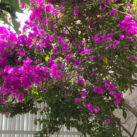 Les Galets Bleus De *